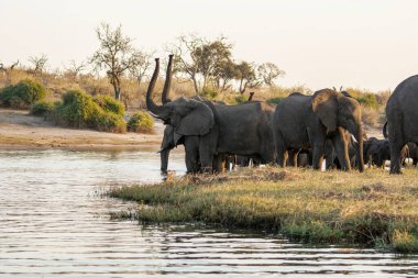 Nehirdeki Afrika fili
