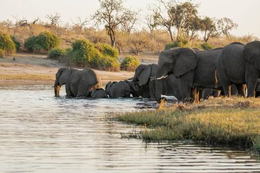 Nehrin sularındaki filler