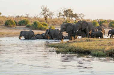 Nehirdeki su birikintisindeki su birikintisindeki bir grup fil, Namibya, Afrika