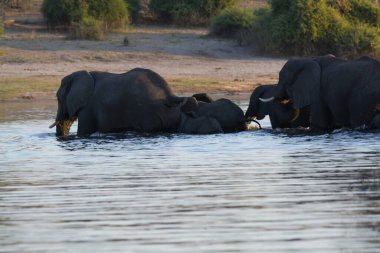 Afrika savanasındaki filler
