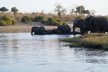 Bir nehir Afrika filleri