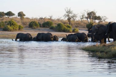 Sudaki Afrika filleri