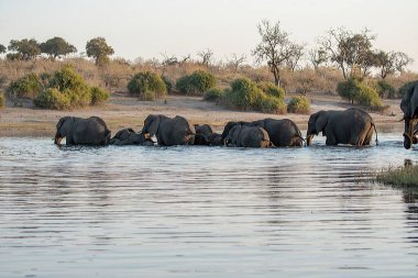 Nehirdeki bir grup fil