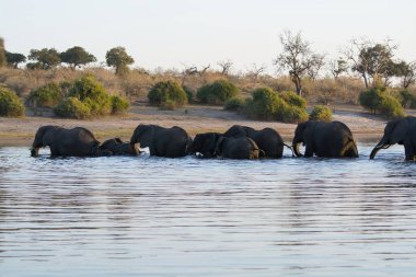 Güney Afrika 'daki Kruger Ulusal Parkı' ndaki su birikintisindeki fil.