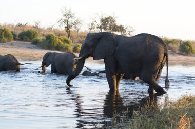 Zimbabwe savanındaki filler.