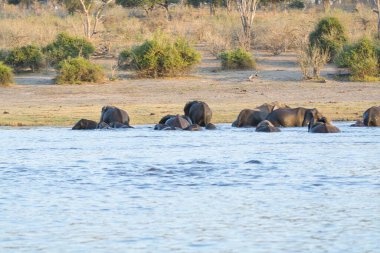 Chobe Ulusal Parkı 'ndaki bir su birikintisinde Afrika fili. botswana.