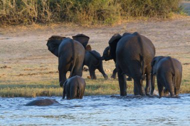 Kruger 'daki Afrika Vahşi Hayatı Hayvanı