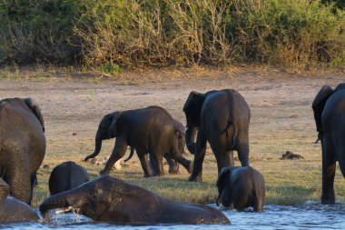 Nehirde Afrika fili