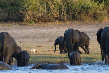 Afrika 'daki Kenya Ulusal Parkı' nda Afrika fili