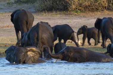 fillerin suda oynamak