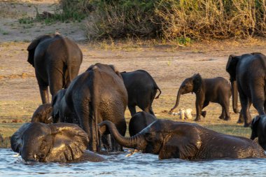 Sudaki Afrika filleri