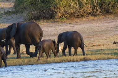 Afrika filleri, Afrika fillerinin bozkırında, güneydeki bozkırda.
