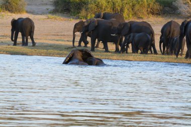 Nehrin sularında bir fil sürüsü
