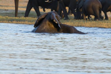 Nehirdeki Afrika fili