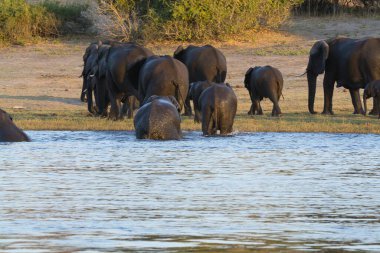 Afrika fili (loxodonta africana), Chobe National River, Botswana 'da yaşar..