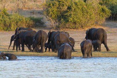 Nehirdeki fil ailesi