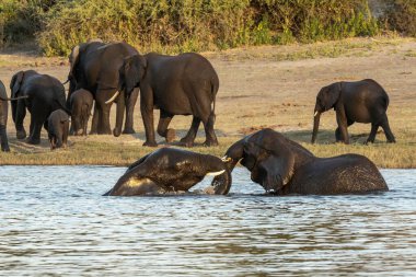 Nehrin sularındaki filler, ulusal parktaki akşam vakti, kuzeydeki eyalet şehrinde.