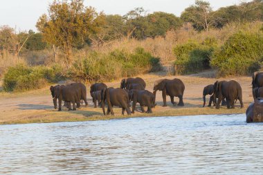 Güney Afrika nehrindeki filler.