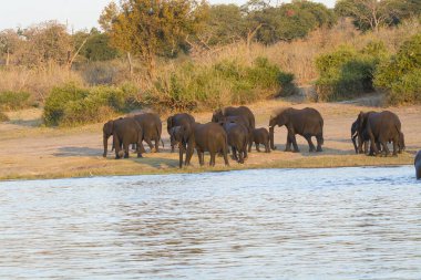 Afrika bozkırlarında bir grup vahşi fil.