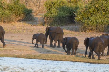Göldeki fil ailesi.