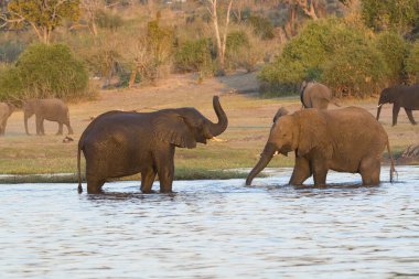 Sudaki su birikintisinde büyük bir fil grubu.