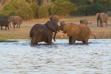 Nehirdeki su birikintisindeki filler