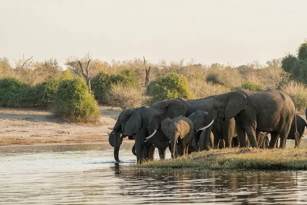 Su birikintisindeki su birikintisinde bir grup fil.