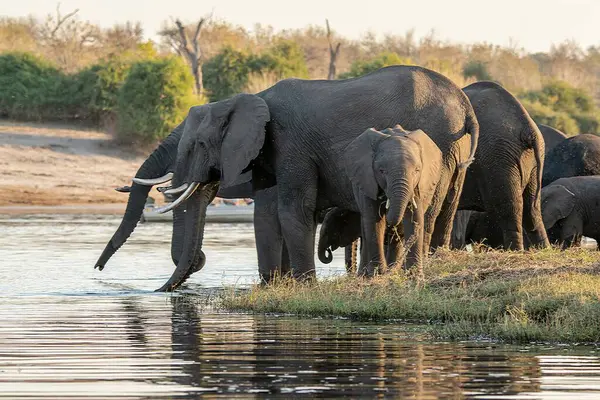 Güney Afrika 'daki Kruger Ulusal Parkı' nda Afrika fili
