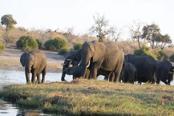 Kruger Park 'taki fil.