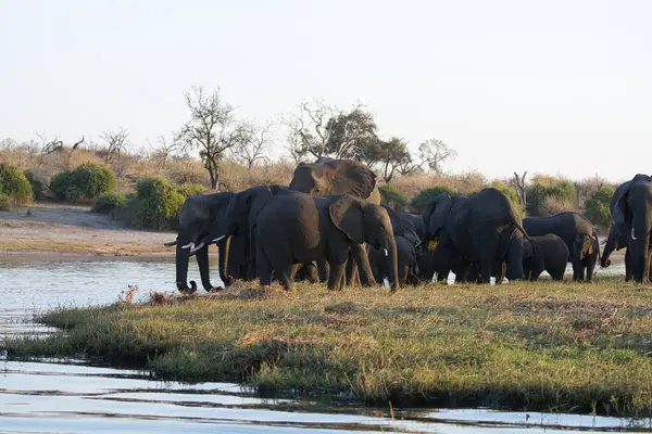 Nehirde yürüyen bir grup fil.