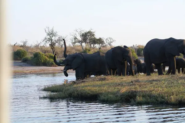 Afrika vahşi yaşam filleri, Loxodonta africana, ulusal park, botswana