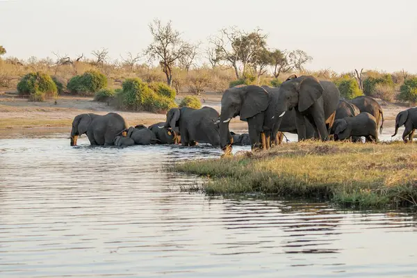 Nehirdeki su birikintisindeki su birikintisindeki bir grup fil, Namibya, Afrika