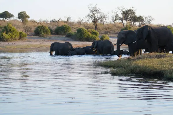 Bir nehir Afrika filleri