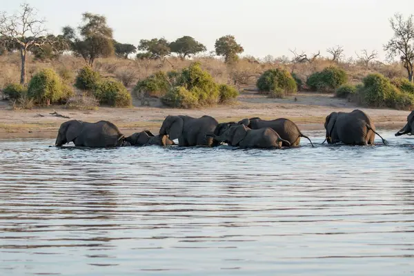 Afrika, Afrika 'daki Kruger Park' taki Afrika fili.