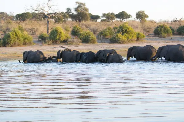 Nehirdeki su birikintisinde Afrika filleri, Namibya.