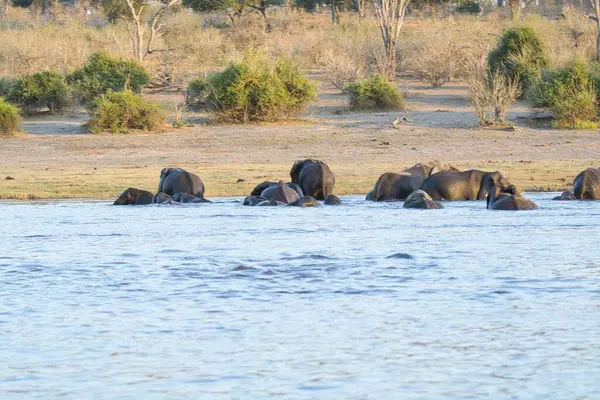 Chobe Ulusal Parkı 'ndaki bir su birikintisinde Afrika fili. botswana.