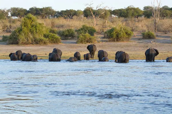 Afrika fili Chobe 'daki nehir çukurunda