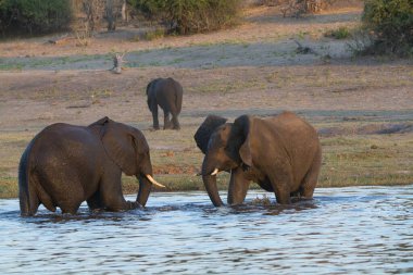 Afrika filleri Kruger Ulusal Parkı 'ndaki su birikintisinde, Güney Afrika, Güney Afrika