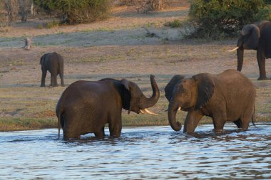 Kruger Park 'taki Afrika filleri