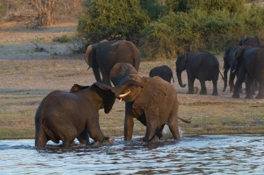 Afrika savanındaki fil.