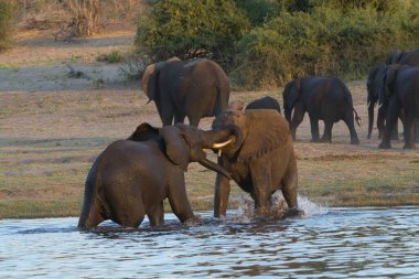 Güney Afrika 'da bir nehir çukurunda fil sürüsü..