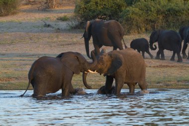 Bir grup Afrika fili su içiyor.