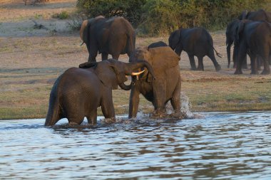 Afrika fillerinin bozkırındaki filler.