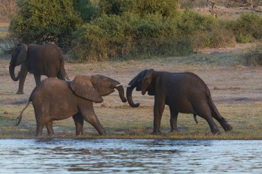 Afrika fili Kruger Ulusal Parkı, Afrika