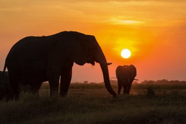 Gün batımında filler Kenya, Afrika 'da, ulusal parkta