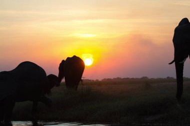 Sabahları filli Afrika fili