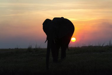 bir fil günbatımında silüeti