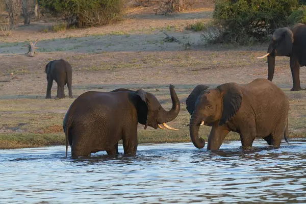 Kruger Park 'taki Afrika filleri