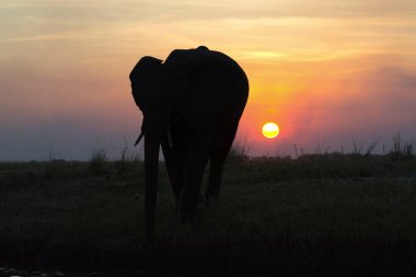 Kenya 'da gün batımında fil
