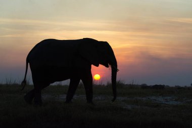 Günbatımında Afrika fili